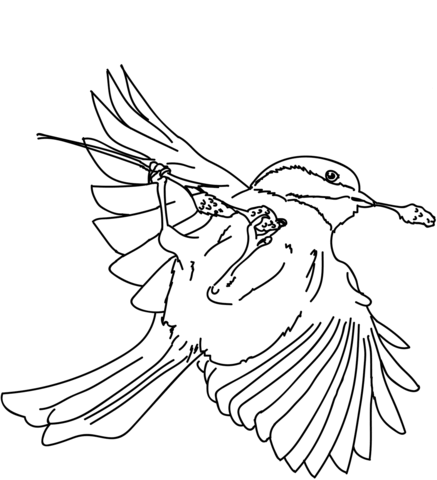 Black Capped Chickadee Coloring Page